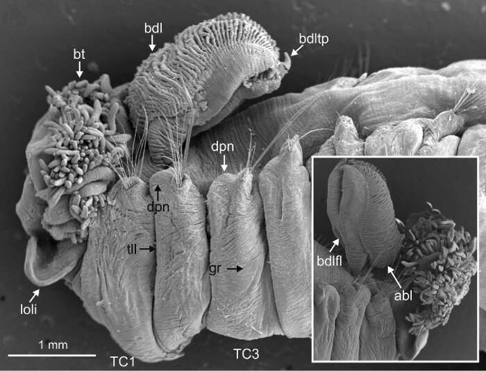 Image de Terebellides norvegica Parapar, Capa, Nygren & Moreira 2020