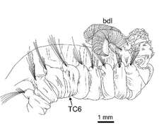 Image de Terebellides norvegica Parapar, Capa, Nygren & Moreira 2020