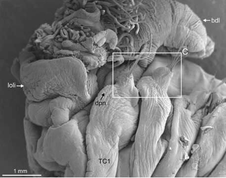 Image of Terebellides scotica Parapar, Capa, Nygren & Moreira 2020