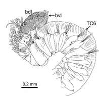 Image de Terebellides scotica Parapar, Capa, Nygren & Moreira 2020