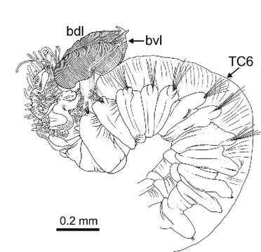 Image de Terebellides scotica Parapar, Capa, Nygren & Moreira 2020