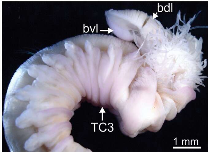 Image de Terebellides scotica Parapar, Capa, Nygren & Moreira 2020