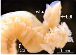 Image de Terebellides ronningae Parapar, Capa, Nygren & Moreira 2020