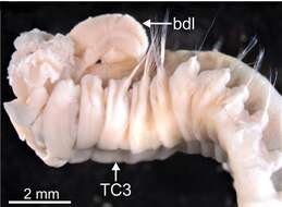 Image of Terebellides norvegica Parapar, Capa, Nygren & Moreira 2020