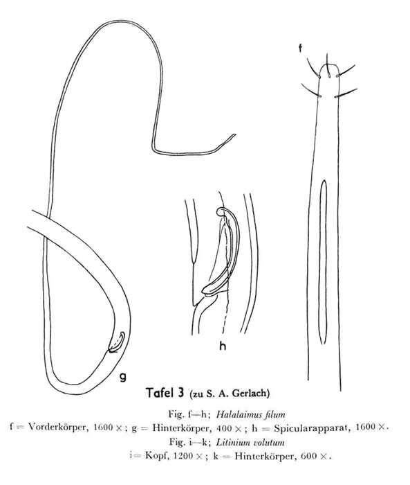Image of Halalaimus filum Gerlach 1962
