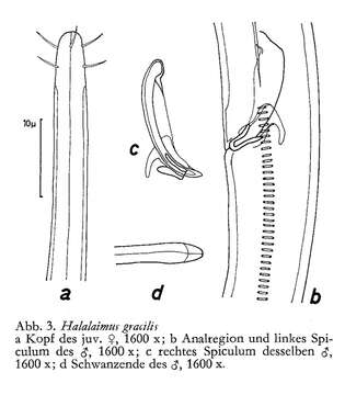 Plancia ëd Halalaimus gerlachi Keppner 1992