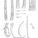 Halalaimus gidanensis Nasira & Turpeenniemi 2002的圖片