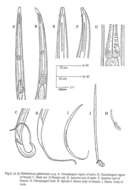 صورة Halalaimus gidanensis Nasira & Turpeenniemi 2002