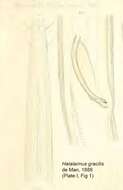 Image of Halalaimus gracilis de Man 1888