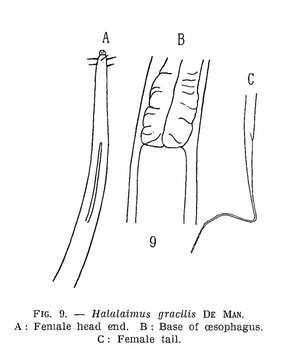 Image of Halalaimus gracilis de Man 1888