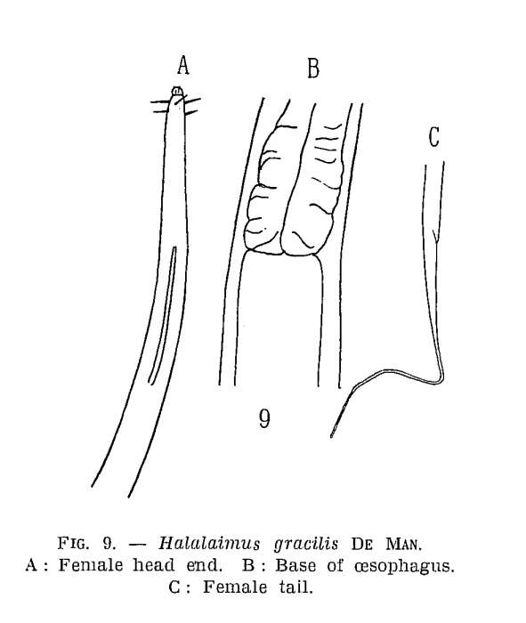 Image of Halalaimus gracilis de Man 1888