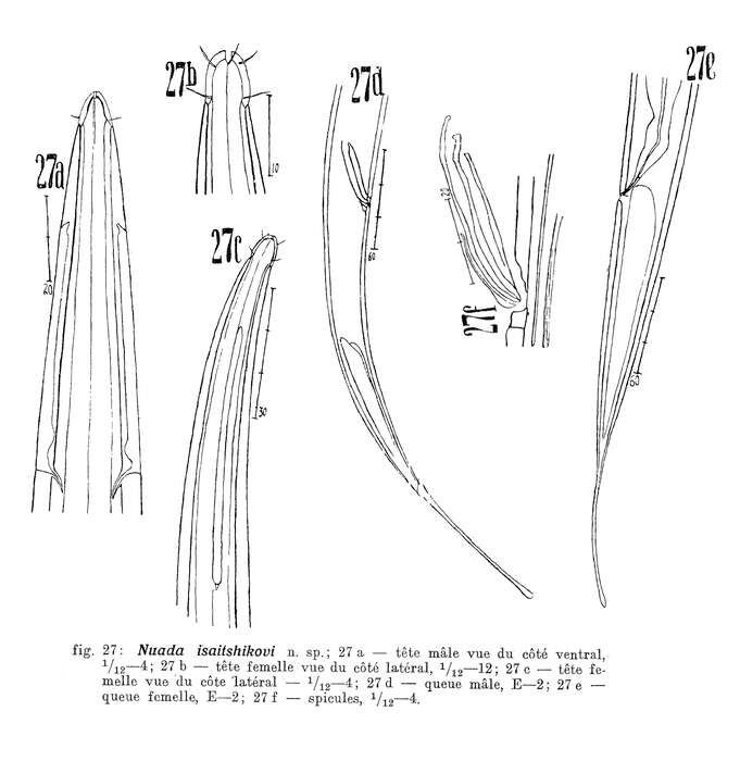 Image of Halalaimus isaitshikovi (Filipjev 1927) Schuurmans Stekhoven 1935