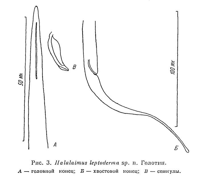 Image of Halalaimus leptoderma Platonova 1971