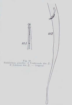 Image of Halalaimus gracilis de Man 1888