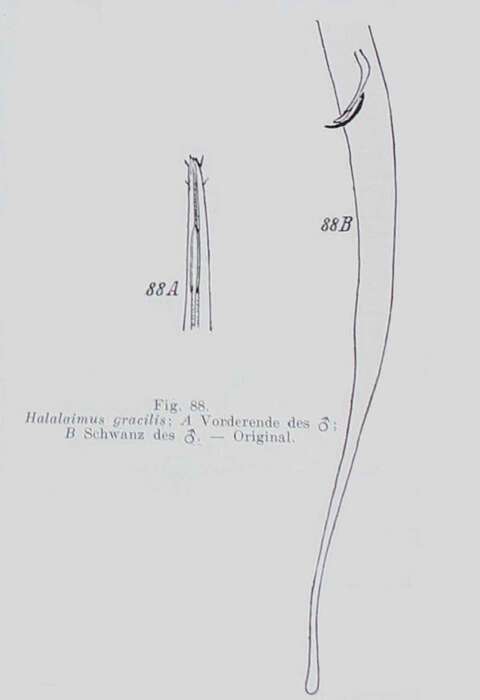 Imagem de Halalaimus gracilis de Man 1888