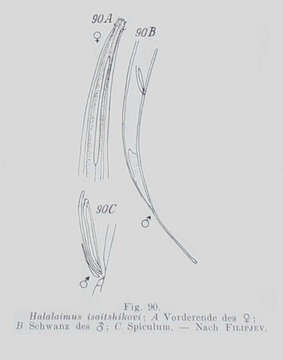 Image of Halalaimus isaitshikovi (Filipjev 1927) Schuurmans Stekhoven 1935