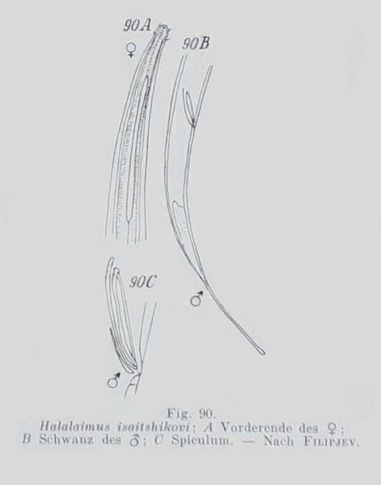 Halalaimus isaitshikovi (Filipjev 1927) Schuurmans Stekhoven 1935的圖片