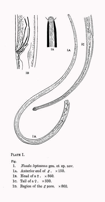 Imagem de Halalaimus leptosoma (Southern 1914) Schuurmans Stekhoven 1935