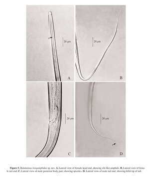 Image de Halalaimus longamphidus Huang & Zhang 2005