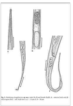 Imagem de Halalaimus longipharynx