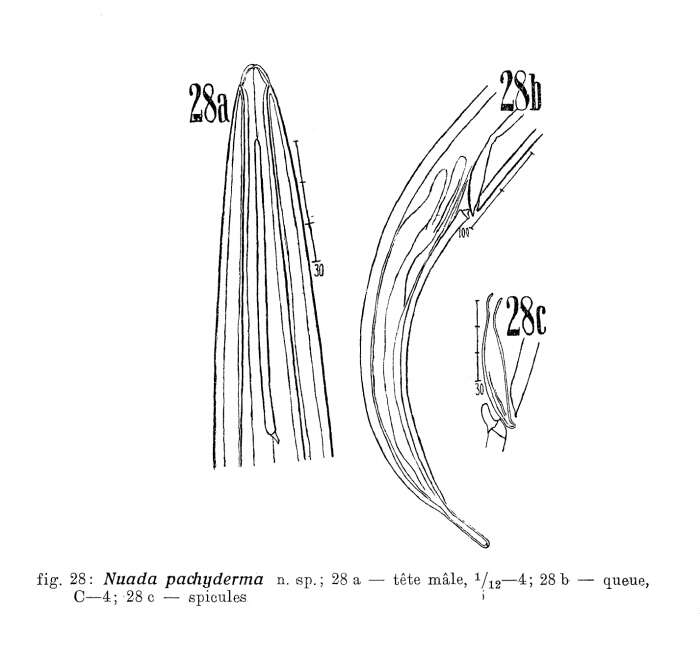 Image of Halalaimus pachyderma (Filipjev 1927) Schuurmans Stekhoven 1935