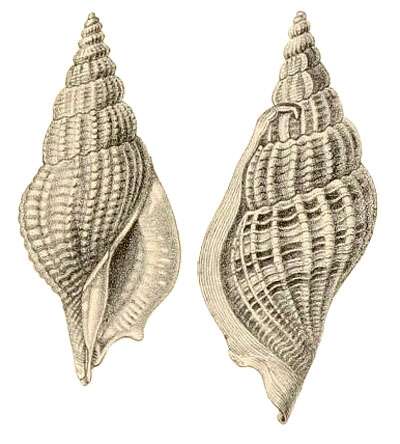 Image of Varicospira tyleri (H. Adams & A. Adams 1864)