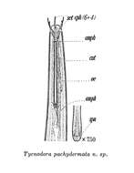 صورة Halalaimus pachydermatus (Cobb 1920) Schneider 1939