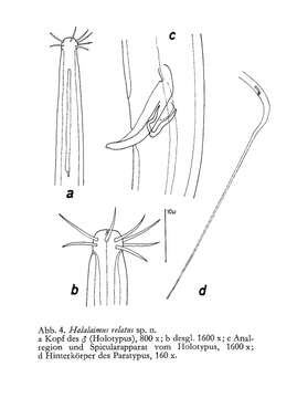 Halalaimus relatus Gerlach 1967的圖片