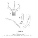 Halalaimus striatus Gerlach 1956的圖片