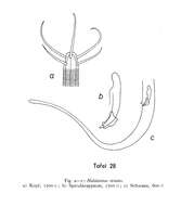 Image of Halalaimus striatus Gerlach 1956