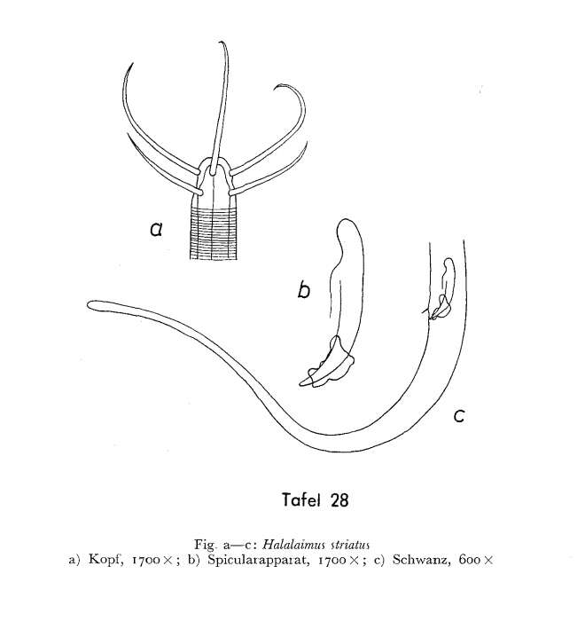 Image of Halalaimus striatus Gerlach 1956