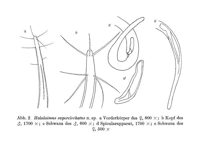 Image of Halalaimus supercirrhatus Gerlach 1955