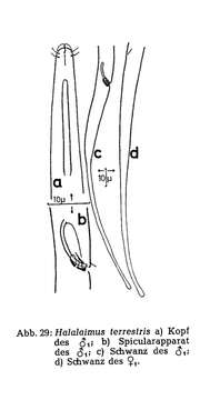 Image of Halalaimus terrestris Gerlach 1959