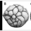 Imagem de Amphistegina martybuzasi Wilson, Ramkissoon & McLean 2011