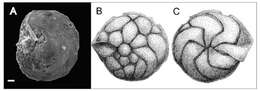 Image of Amphistegina martybuzasi Wilson, Ramkissoon & McLean 2011