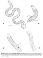 Image of Erebussau tenebricosus (Bussau 1993) Bezerra, Pape, Hauquier & Vanreusel 2021