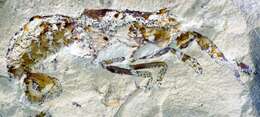 Image of Decapoda