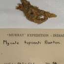 Image of Mycale (Mycale) topsenti Burton 1959