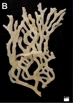 Image of Poecilosclerida Topsent 1928