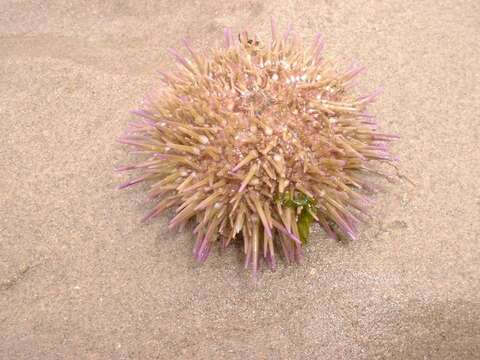 Image of sea urchins