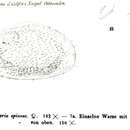 Image of Pontocypria spinosa Mueller 1894