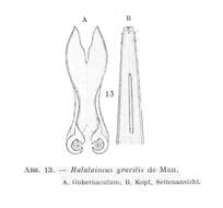 Image of Halalaimus gracilis de Man 1888