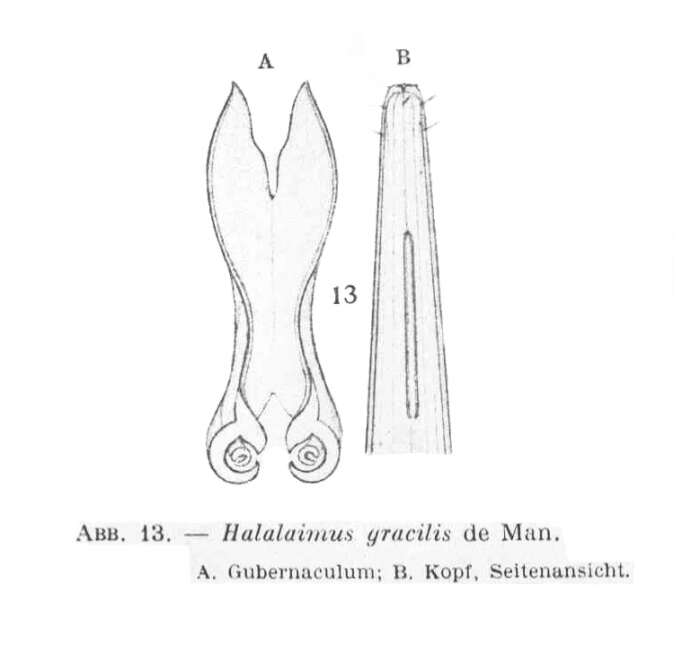 Imagem de Halalaimus gracilis de Man 1888