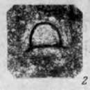 Image of Eotuberitina reitlingerae Miklukho-Maklay 1958