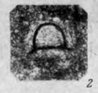 Image of Eotuberitina reitlingerae Miklukho-Maklay 1958