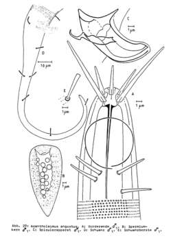 Image of Acantholaimus angustus Bussau 1993