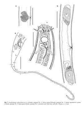 Слика од Acantholaimus arthrochaeta Miljutina & Miljutin 2012