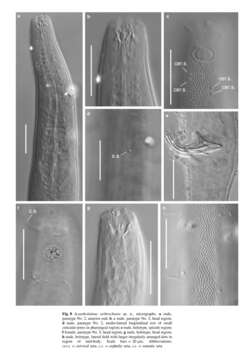 Image of Acantholaimus arthrochaeta Miljutina & Miljutin 2012