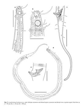 Image of Acantholaimus barbatus Miljutina & Miljutin 2012