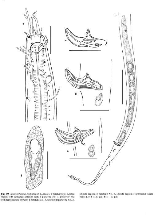 Image of Acantholaimus barbatus Miljutina & Miljutin 2012
